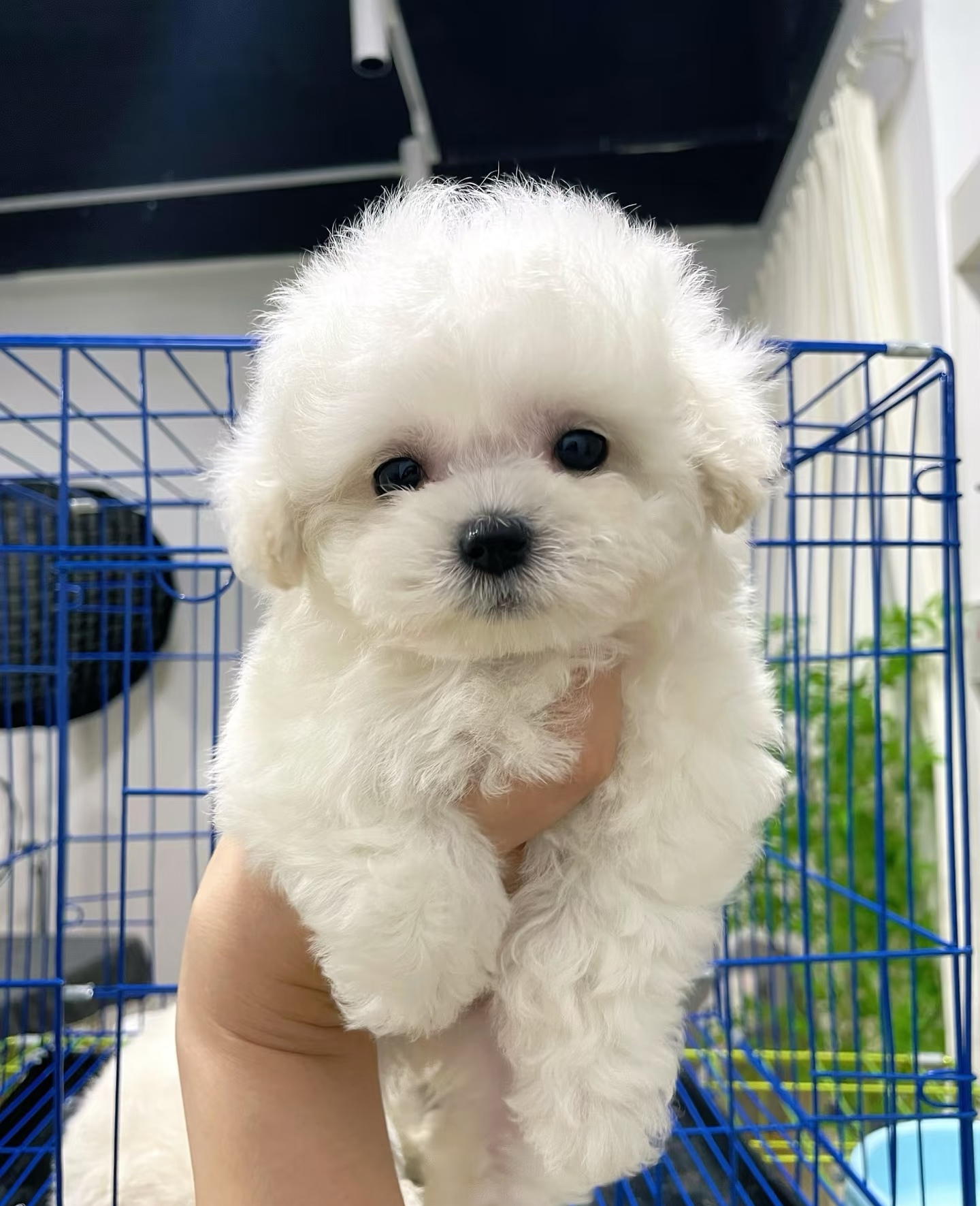 比熊聪明可特别适合情感陪伴